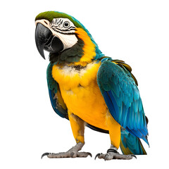 Fototapeta premium Vibrant blue-and-yellow macaw parrot stands gracefully against a transparent background, showcasing its colorful feathers in shades of blue, yellow, green, and orange