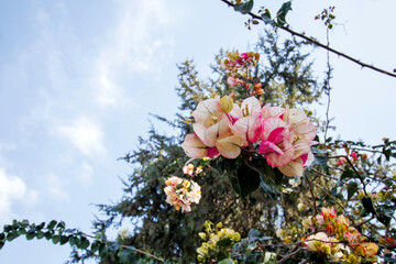 magnolia tree in spring