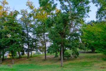 Obraz premium 緑の木々と静かな草原