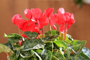 Bright red Cyclamen flowers with green leaves
