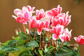 Bright red Cyclamen flowers with green leaves