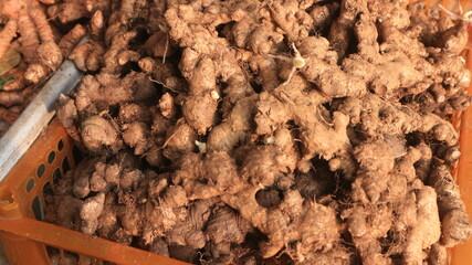 Close up of fresh aroma ginger roots in the wicker basket, for sale at Indonesia traditional market