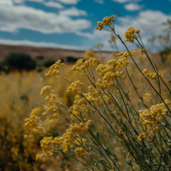 Obraz premium Egyptian Fields with Popular Cumin Plants, Unripened Crop and Dry Caraway, Featuring Cumin Flower with Copy Space.