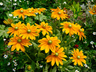 Closeup of yellow coneflower rudbeckias in a french garden