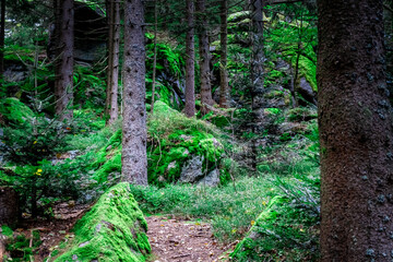 Hiking to Saustein and Proeller Summits in the Bavarian Forests Germany.