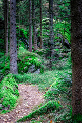 Hiking to Saustein and Proeller Summits in the Bavarian Forests Germany.