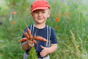 a boy in a field with carrots in his hand 
