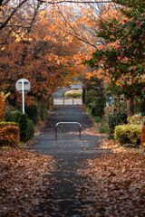 秋の紅葉が美しい散歩道