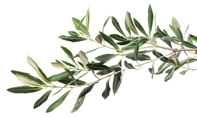 branch of a olive tree with leaves on a transparent background