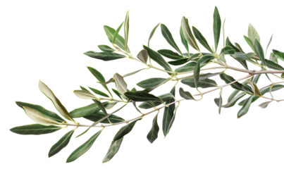 branch of a olive tree with leaves on a transparent background