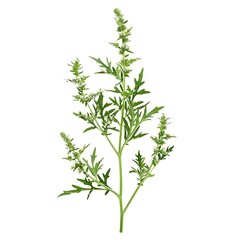 Fototapeta premium Wormwood Flower isolated on white background.close up.