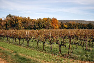 Vineyards in the south of France in Provence near Toulon