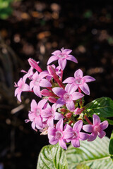 夕陽にピンクのペンダス