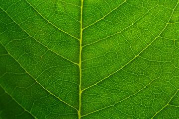 Fototapeta premium Close-up macro leaf texture,Tobacco plantation with lush green leaves. Super macro close-up of fresh tobacco leaves. Soft selective focus. Artificially created grain for the
