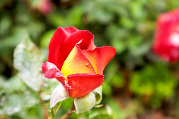close up yellow red rose in garden