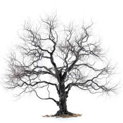 Fototapeta premium Bare, leafless tree isolated on white background.
