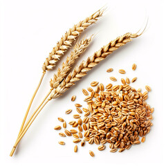 Organic peeled spelt grains and an ear of wheat isolated on a white background, top view.