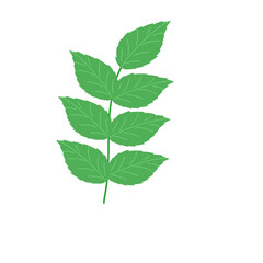 Hand drawn illustration of green mint leaves 