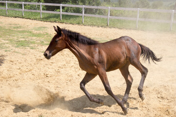 Young horse galloping freely in sandy arena during sunny day