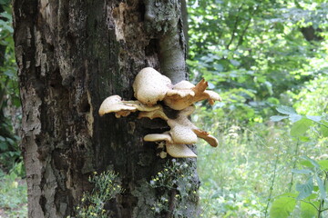 Mushrooms growing on a tree in a lush forest during summer