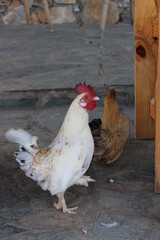 Rooster and hen interacting on a rural farm during daylight hours