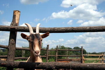 Goat standing by wooden fence under blue sky with clouds on a sunny day