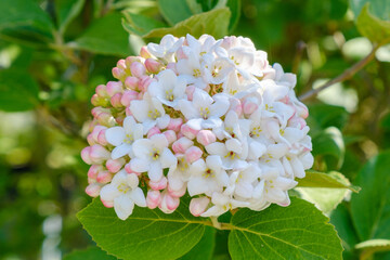 Viburnum carlcephalum Großblumiger Schneeball Detail Blüte im Austrieb