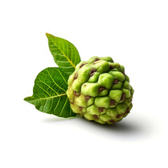 Fototapeta premium Close-up of a fresh green Noni fruit with leaves isolated on white background.