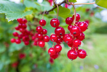 Red currants. Bunches of ripe juicy berries on the branch of the plant
