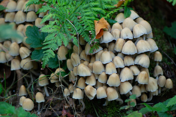 close-up of a large group of sulphur tuft fungus on a tree trunk