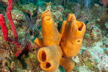 Belize Barrier Reef, the second largest coral reef system in the world, Yellow Tube Sponge...