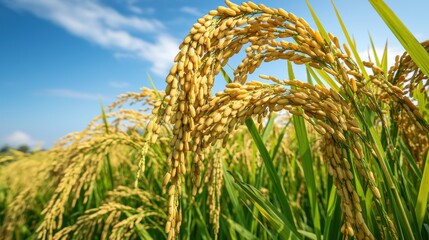 Lush Golden Rice Fields Under Bright Blue Sky on Sunny Day