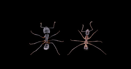 Camponotus fellah close-up, family Formicidae. Worker and soldier