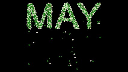 Fototapeta premium Beautiful illustration of May text with green leaves and white daisy flowers on plain black background