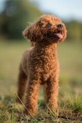 A red-brown toy poodle dog with its tongue sticking out. Happy Toy poodle puppy on a walk in the park