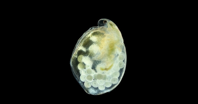 Water flea Daphnia Simocephalus vetulus under a microscope, class Branchiopoda, famile Daphniidae. Dwells in fresh water. Female with eggs.