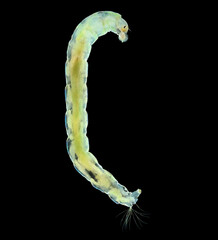 Chironomidae larva under a microscope, order Diptera. Visible jaw work. Serves as food for fish.