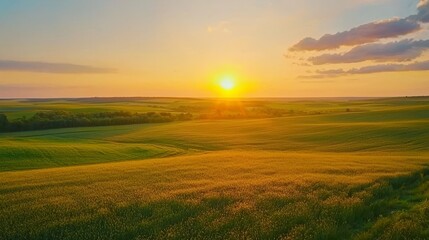 Fototapeta premium As the sun sets, the vast countryside comes alive with the vibrant green of barley fields, offering a picturesque scene of rural tranquility.