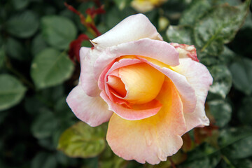 yellow and white rose in garden