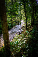 Obraz premium Hiking along Otterbach in the Otterbach Valley in the Bavarian Forests. Germany.