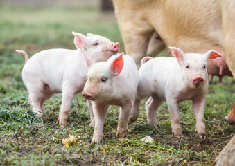 Little pink piglets run freely through the garden. Piglets on the farm in the open air.