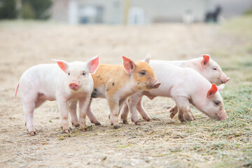 Little pink piglets run freely through the garden. Piglets on the farm in the open air.