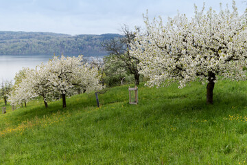 blühende Streuobstwiesen am Bodensee