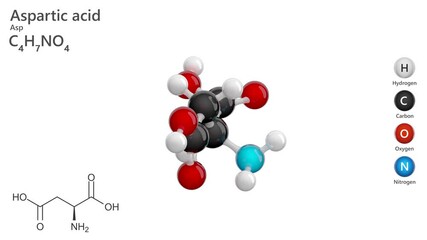 Aspartic Acid (Asp or D). Non-essential amino acid. Animated 3D model of a molecule. Molecular formula: C4H7NO4. Chemical model: Ball and sticks. White background. 3D rendering. Seamless loop.