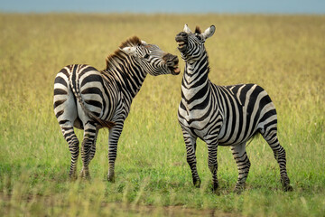 Plains zebra stands swinging to bite another