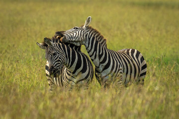Plains zebra stands trying to nibble another