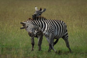 Fototapeta premium Plains zebra stands biting another on savannah
