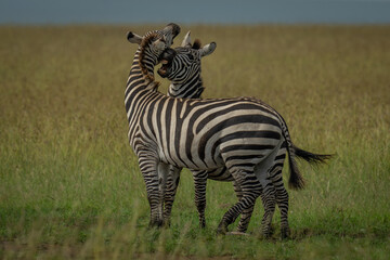 Fototapeta premium Plains zebra stands biting another in savannah