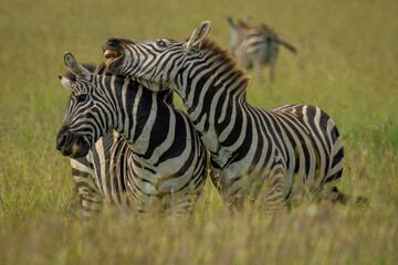 Obraz premium Plains zebra stands trying to bite another
