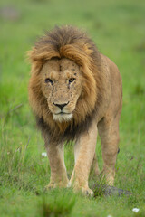 Obraz premium One-eyed male lion stands staring towards camera